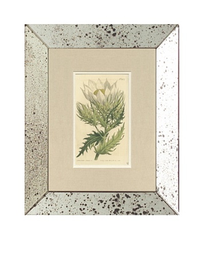 1812 Antique Hand Colored White Botanical, Mirror Frame