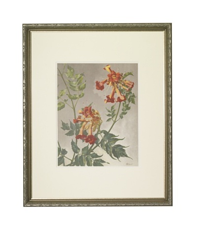 1903 Virginia Jasmine Botanical Chromolithograph