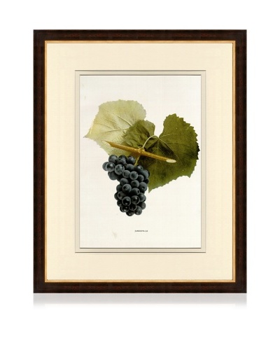 Antique Grape Print IV, 1901