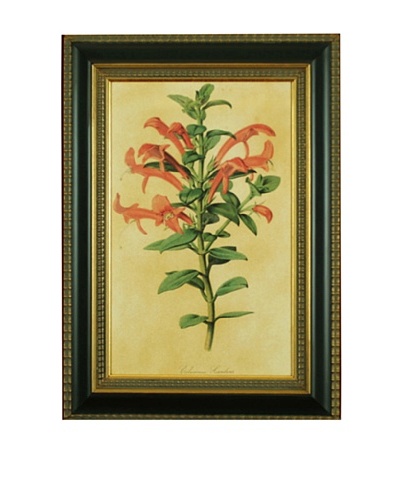 Framed Reproduction Botanical Art Print