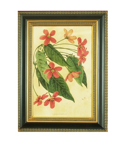 Framed Reproduction Botanical Art Print
