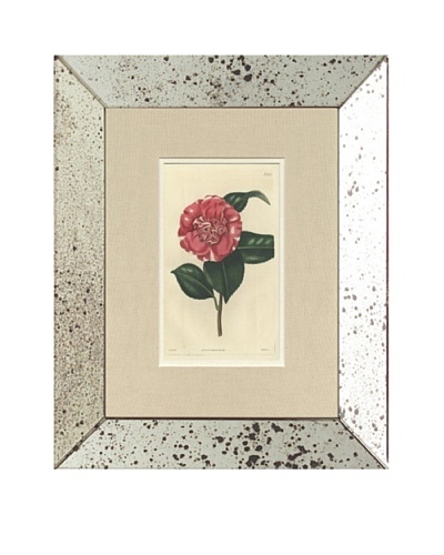 1815 Antique Hand Colored Pink Botanical, Mirror Frame