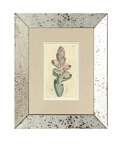 1812 Antique Hand Colored Pink Botanical, Mirror Frame