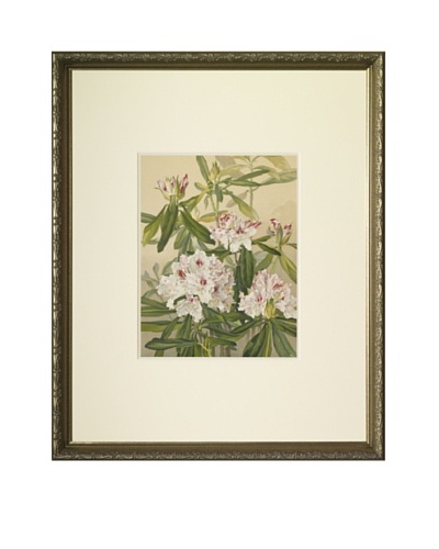 1903 Rhododendron Botanical ChromolithographAs You See