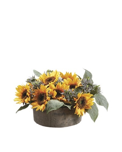 Sunflower with Bud in Clay Pot