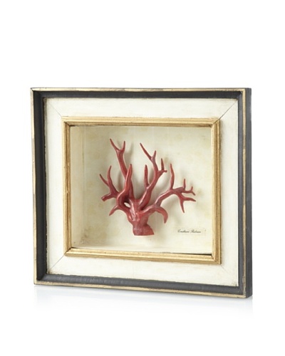 Corallium Shadowbox