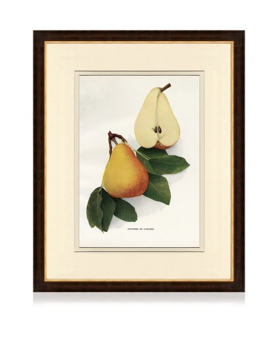 Antique Pear Print IV, 1901