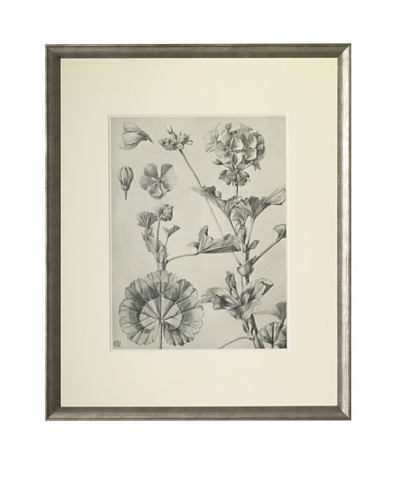 1903 Geranium Botanical Drawings