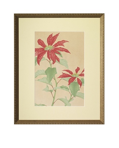 1929 Botanical Japanese Woodblock Poinsettia