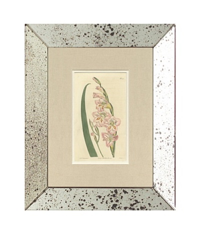 1813 Antique Hand Colored Pink Botanical IV, Mirror Frame
