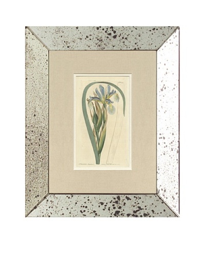 1812 Antique Hand Colored Blue Botanical, Mirror Frame