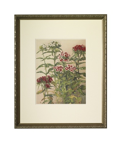 1903 Sweet William Botanical ChromolithographAs You See