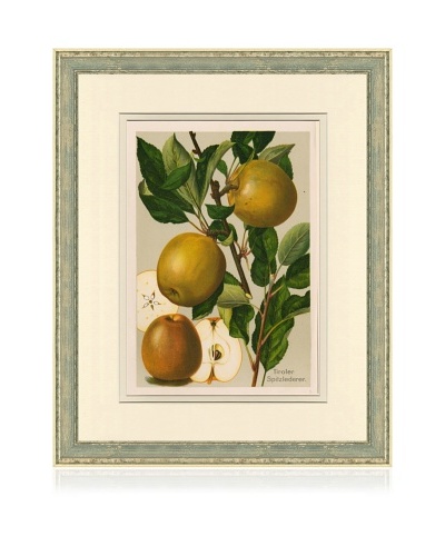 Antique Pear Print IV, c. 1900 - 1910