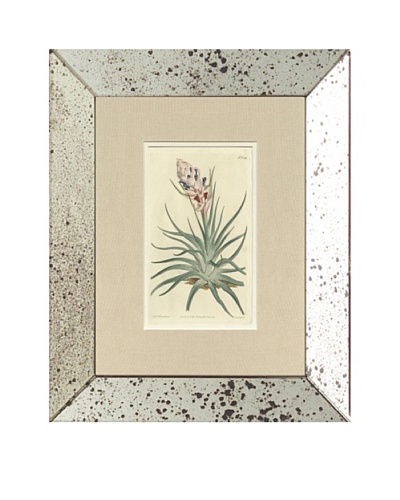 1813 Antique Hand Colored Pink Botanical, Mirror Frame