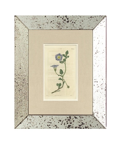 1825 Antique Hand Colored Lavender Botanical, Mirror Frame