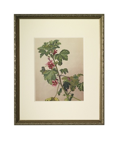 1903 Mauve/Mallow Botanical Chromolithograph