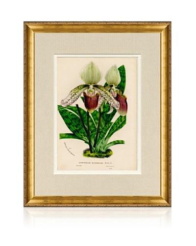 1873 Antique Botanical Print III, Ornate Gold