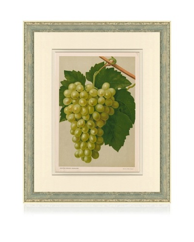 Antique Grapes Print II, c. 1900 – 1910