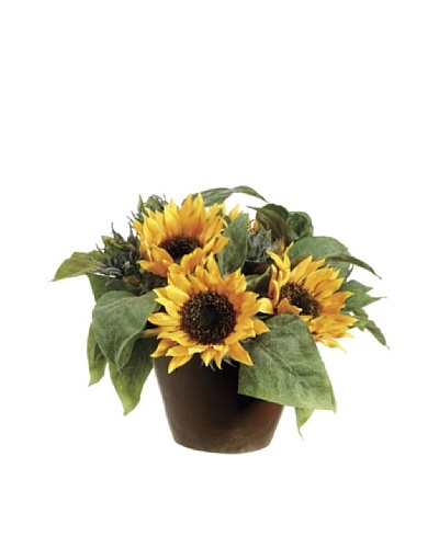 Sunflower in A Pot
