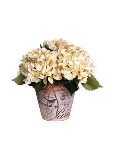 Hydrangea Parfumerie [Creme/Green]