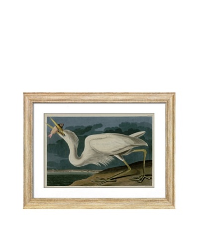 Audubon Great White Heron