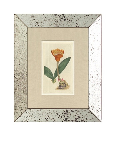 1813 Antique Hand Colored Orange Botanical, Mirror Frame