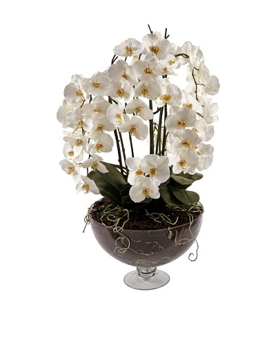 40 Orchid Phalaenopsis in Glass Vase