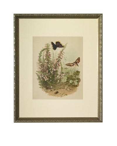 1880s Flowers & ButterfliesAs You See