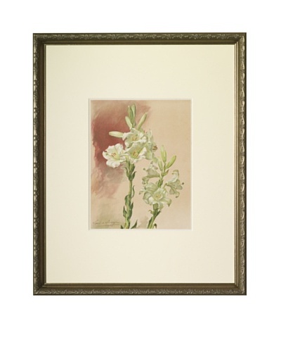 1903 Lily Botanical Chromolithograph