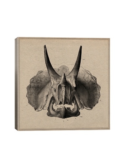 Triceratops Skull Anatomy Giclée on Canvas