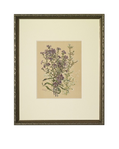 1903 Aster Botanical Chromolithograph