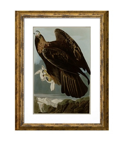 Audubon Golden Eagle