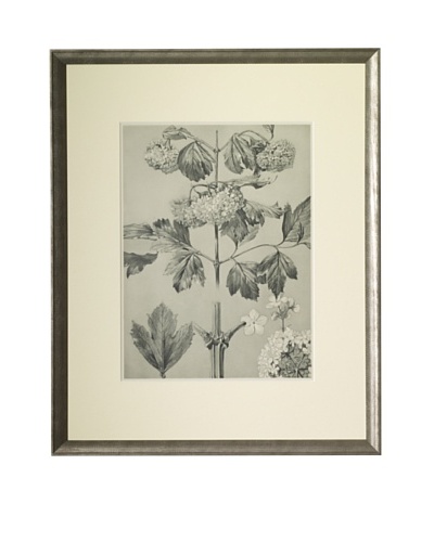 1903 Snowball Botanical Drawings