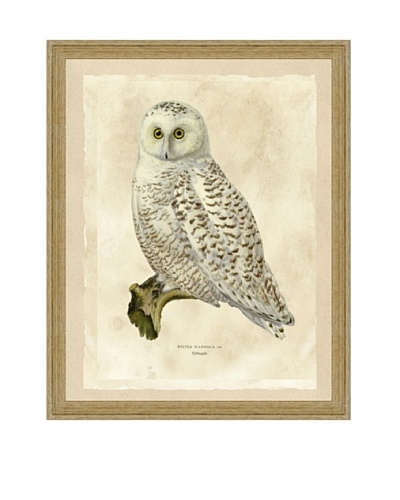 Owl Giclée Print II