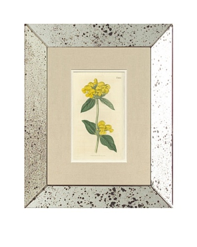 1816 Antique Hand Colored Yellow Botanical, Mirror Frame