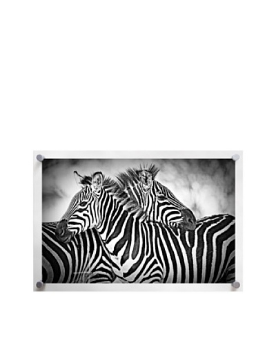 Cuddling Zebras