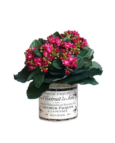 Fuschia Kalanchoe [Fuschia/Green]