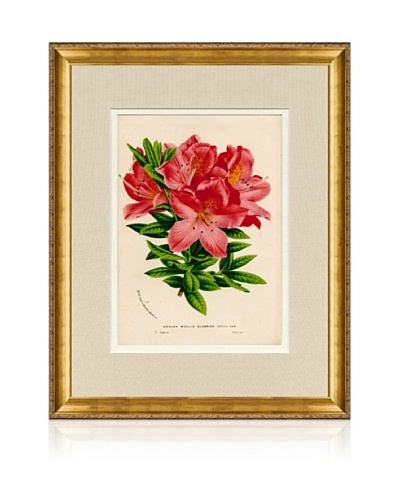 1873 Antique Botanical Print I, Ornate Gold