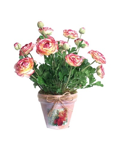 Ranunculus In Clay Pot [Red/Yellow/Green]