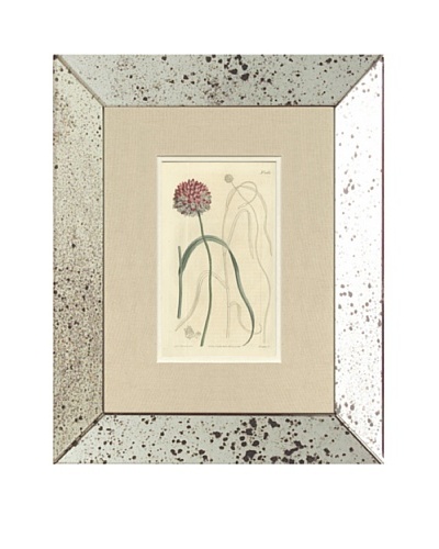 1813 Antique Hand Colored Pink Botanical II, Mirror Frame