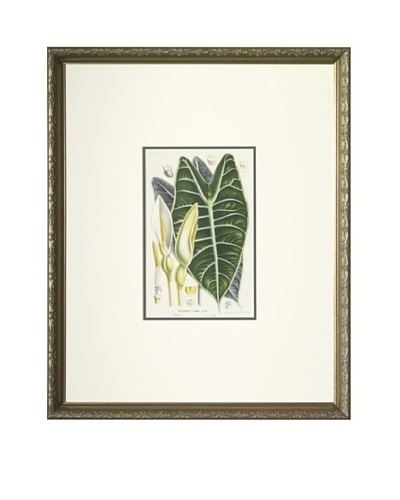 1851 Alocasia Lowi, Elephant Ear Lithograph