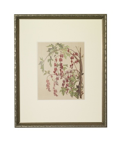 1903 Bleeding Heart Botanical Chromolithograph