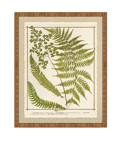 Rustic Fern Giclée Print I