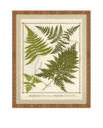 Rustic Fern Giclée Print II