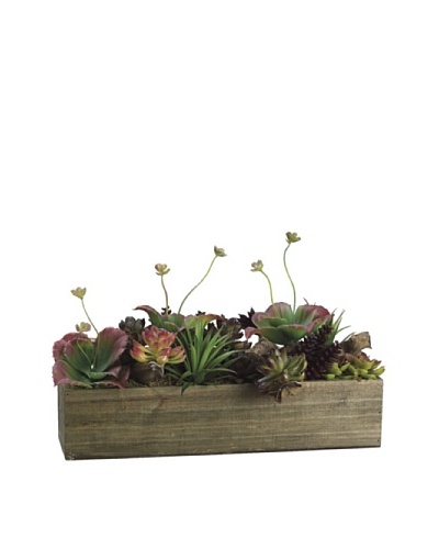 Allstate Floral Succulent Garden in Pot