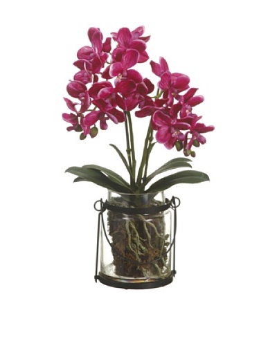 Allstate Floral Phalaenopsis Orchid Plant in Glass Vase, Orchid