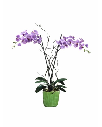 Phalaenopsis Plant, Violet/Two-tone
