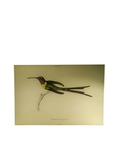 Twigs and Moss Hummingbirds Plate 27 Glass Tray