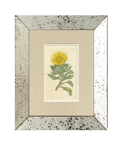 1816 Antique Hand Colored Yellow Botanical II, Mirror Frame