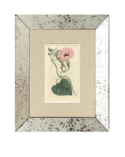1813 Antique Hand Colored Pink Botanical III, Mirror Frame